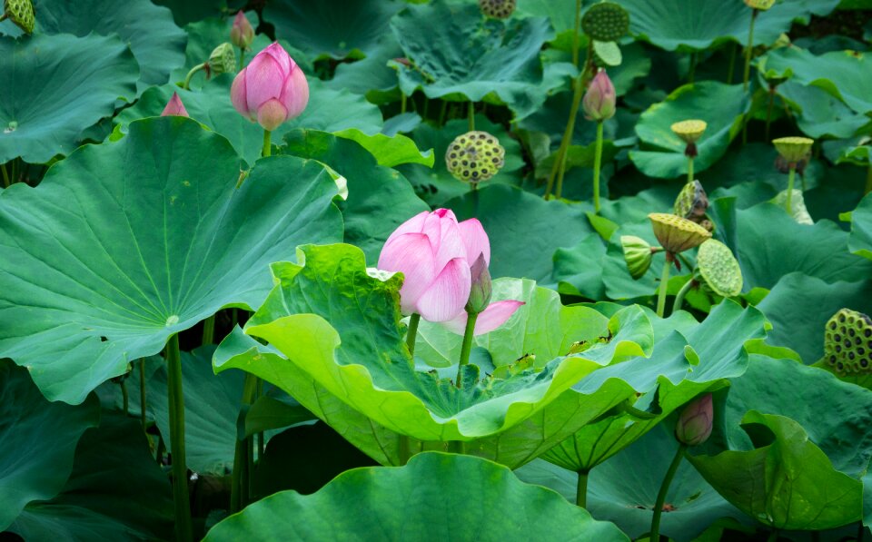 Bud aquatic plant pond