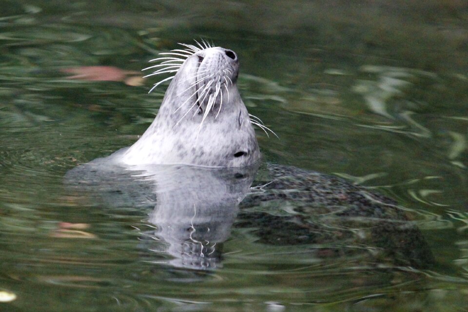 Animal wild swim