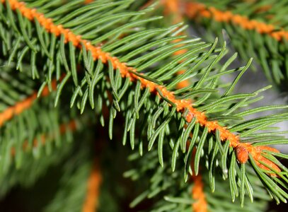 Twigs conifers christmas tree