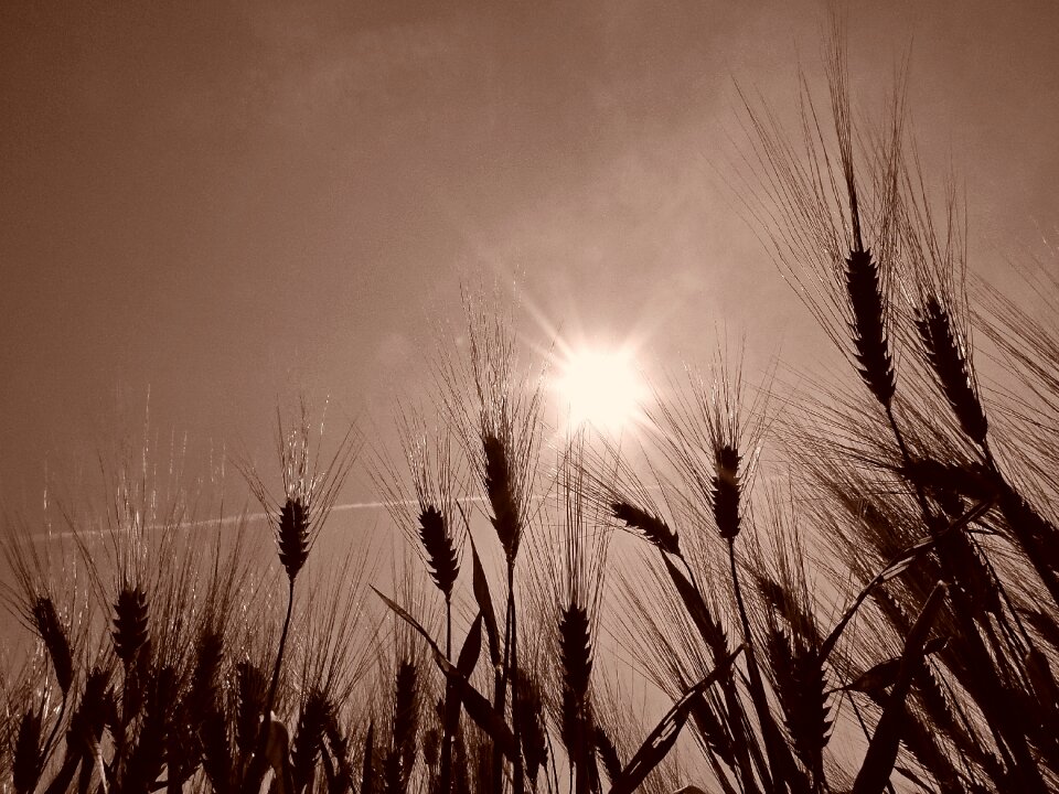 Epi agriculture durum wheat