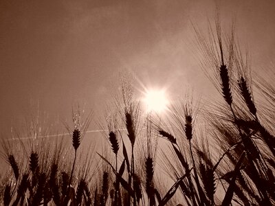 Epi agriculture durum wheat