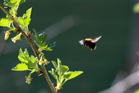 Plant insect little