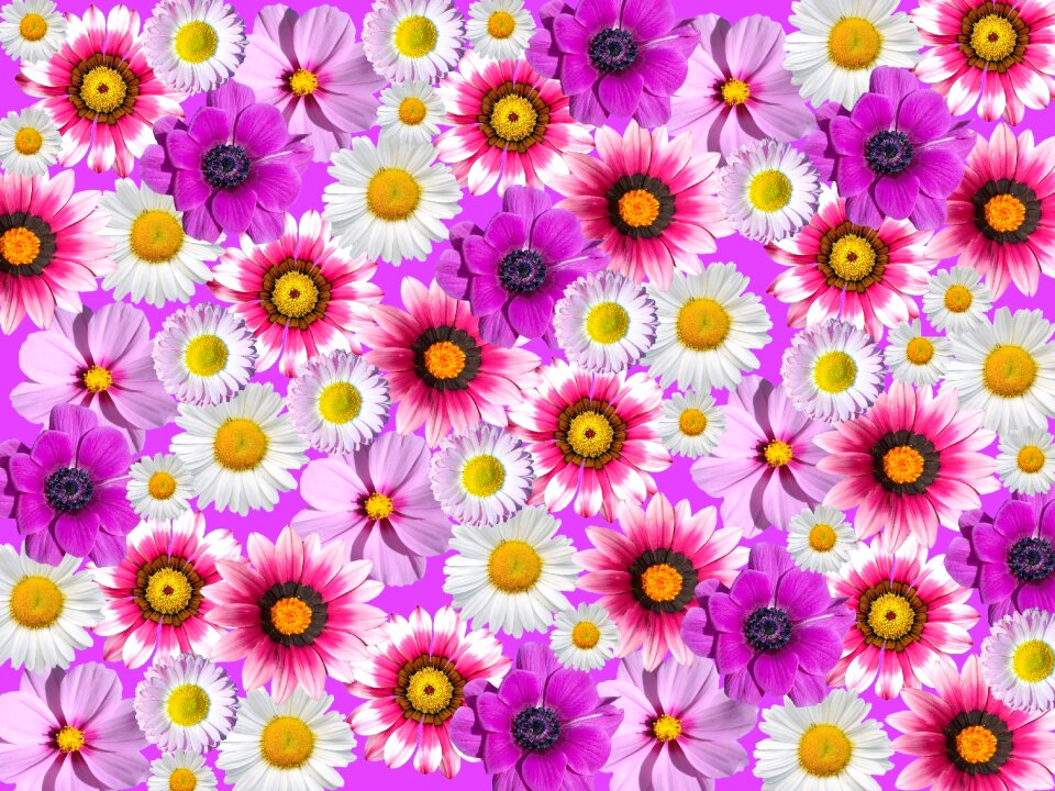 Pink flower garden plant