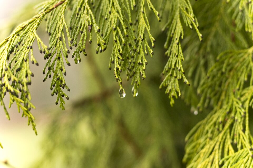Tree wet close up