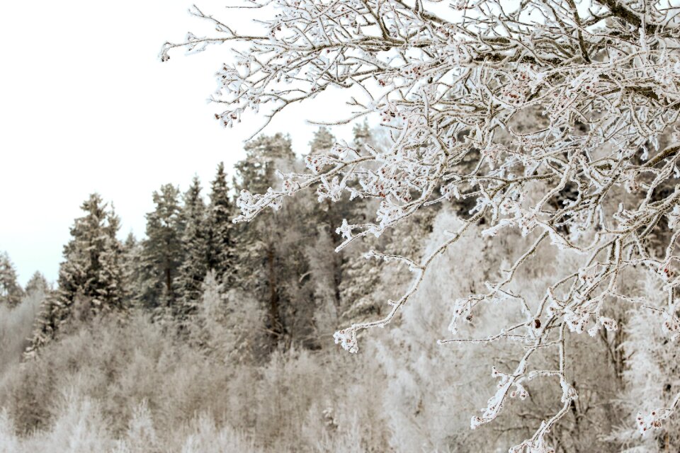 Snow nature landscape