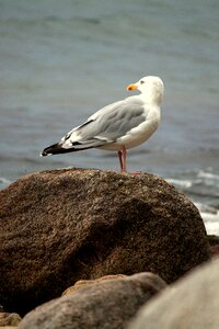 Bird water animal photo