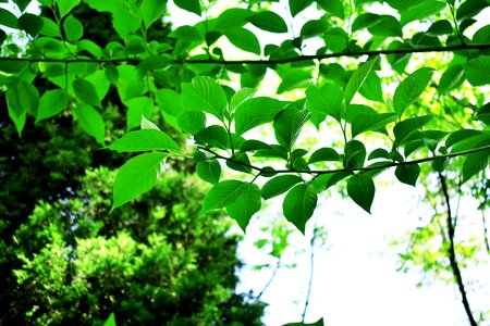Nature kinds of food tree