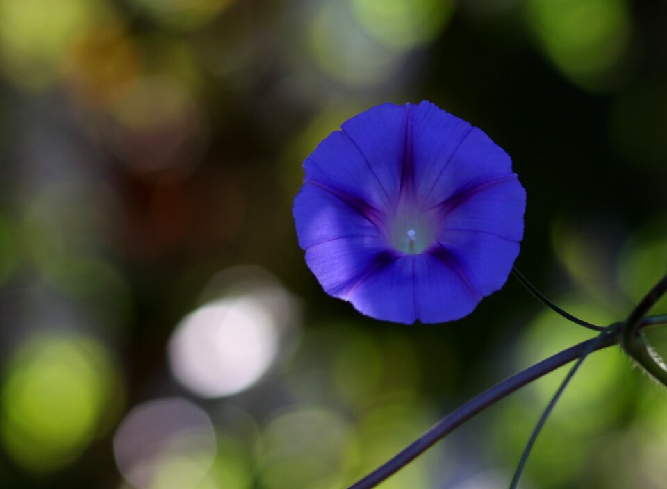 Flower plant blue