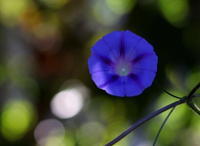 Flower plant blue