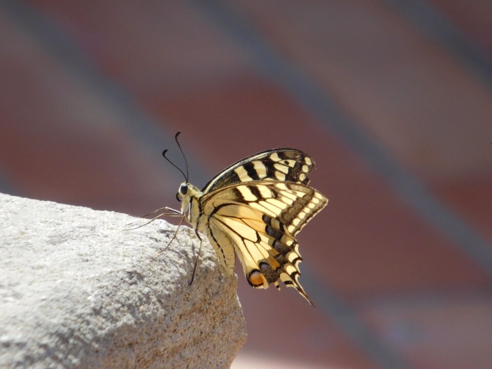 Animal fly wild