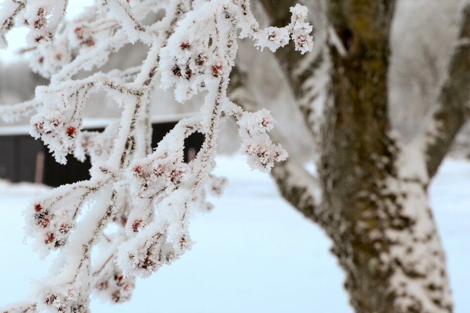 Snow nature landscape
