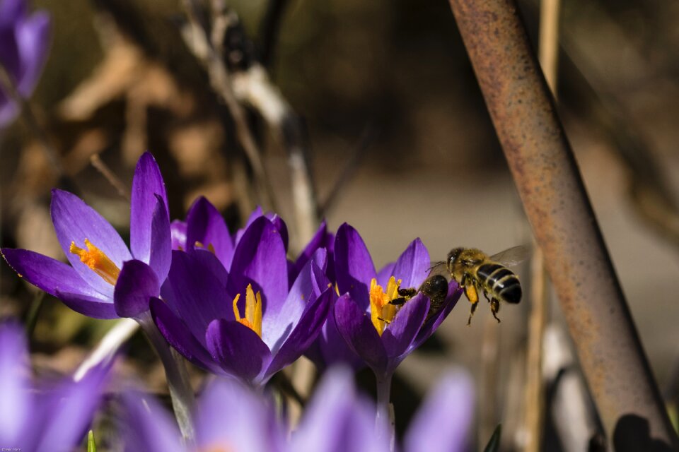 Flowers spring awakening nature