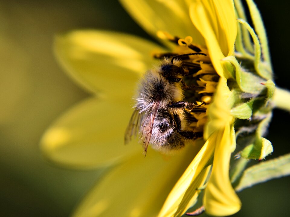 Yellow close up pollination