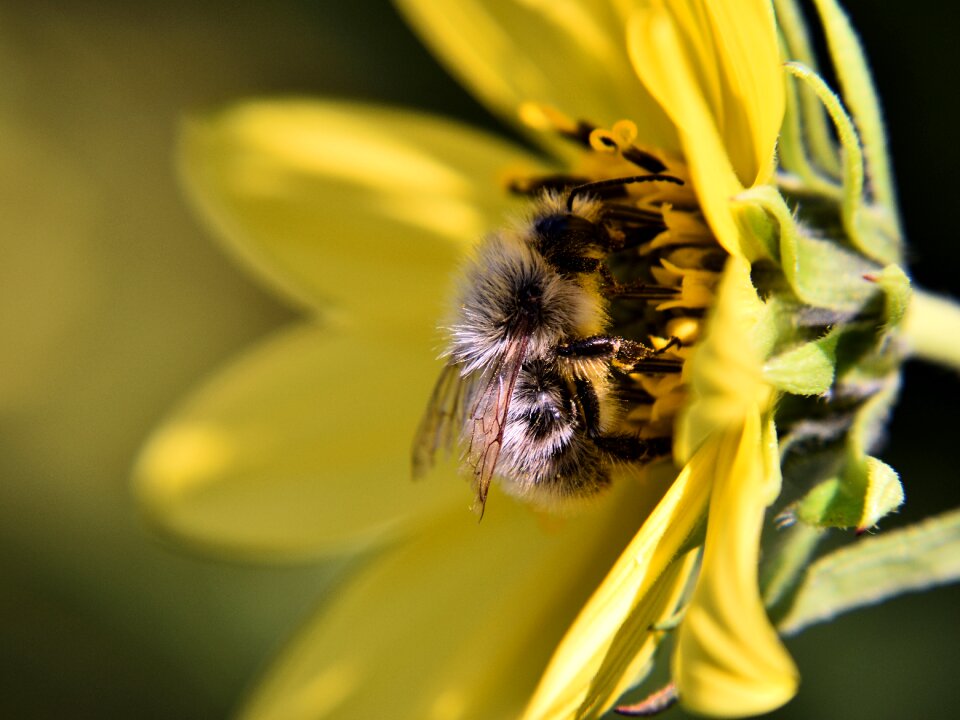 Yellow close up pollination photo