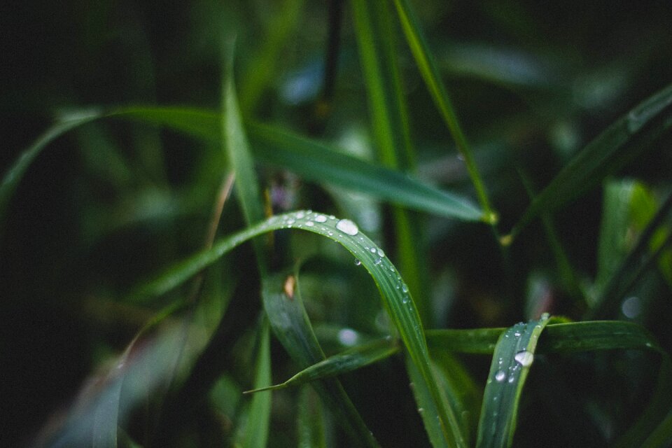 Plants nature rain