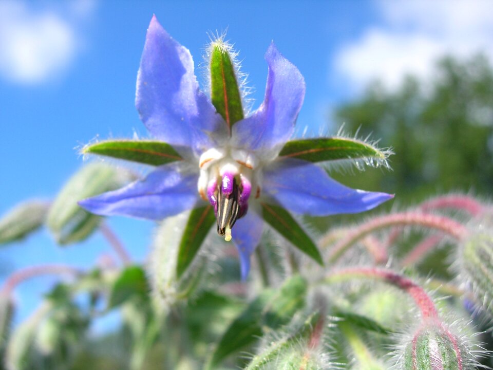 Culinary herbs blue blossom borage