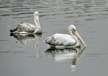 Lake wildlife gray lake
