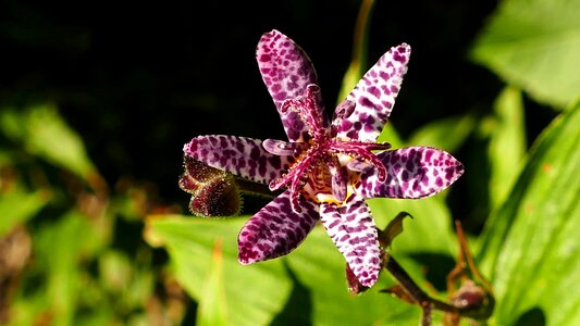 Purple speckled lilies plant switches photo
