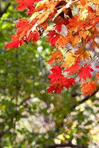 The leaves leaf red maple photo