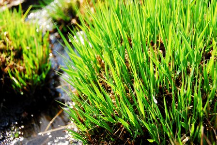 Growth leaf sedges photo