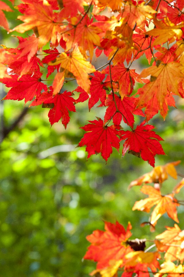 The leaves leaf red maple