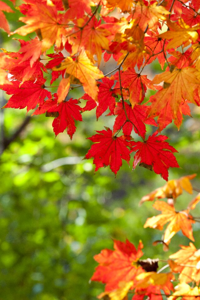 The leaves leaf red maple photo