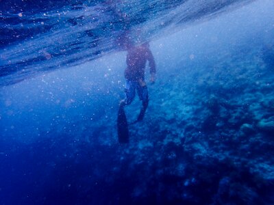 Corals diving people