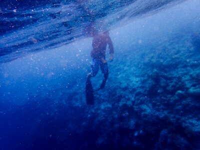 Corals diving people photo