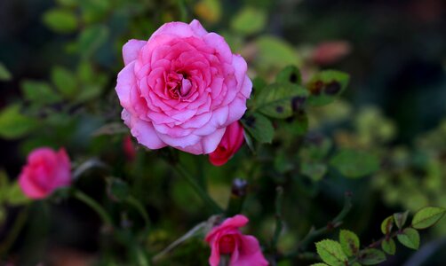 Pink plant supplies