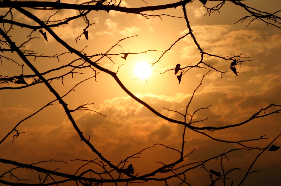 Silhouette tree dusk photo