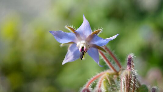 Leaf close up borage