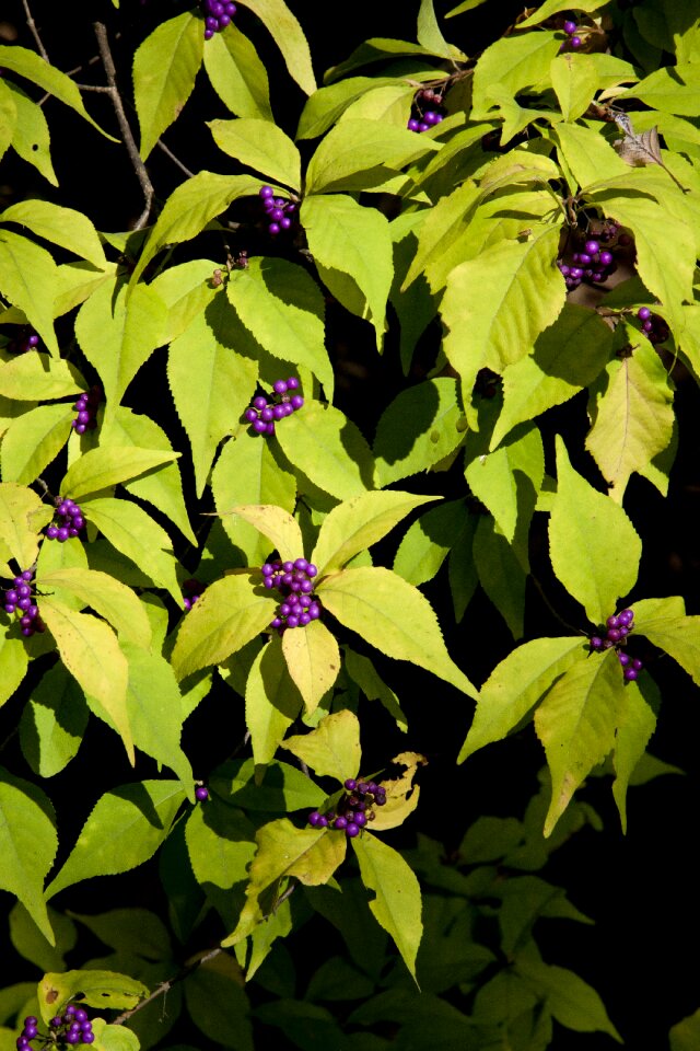 Mountain wood fruit trees