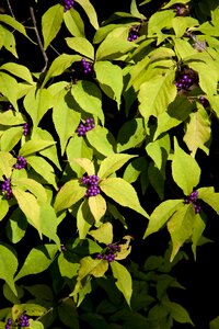 Mountain wood fruit trees photo