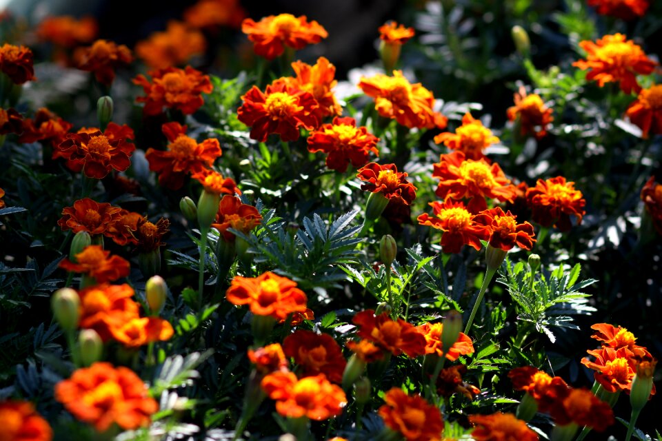Garnet-red flower supplies