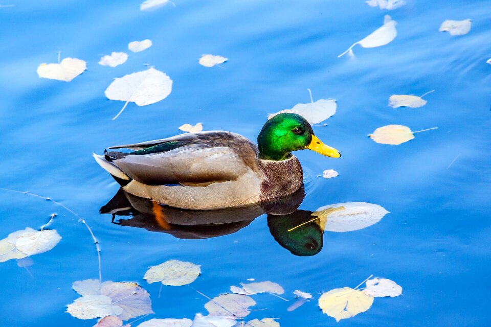 Bird duck wildlife