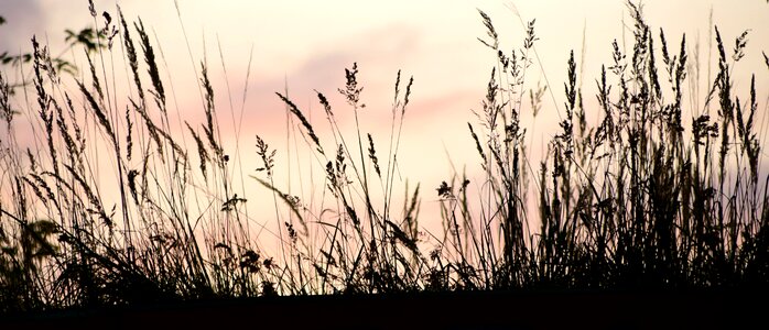 Meadow evening silhouette