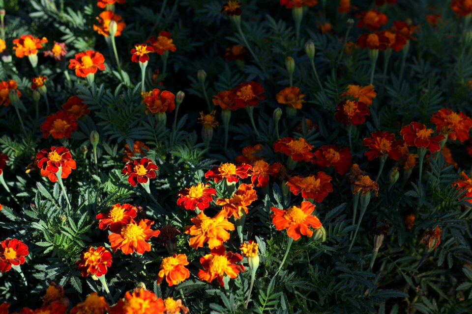 Garnet-red flower supplies