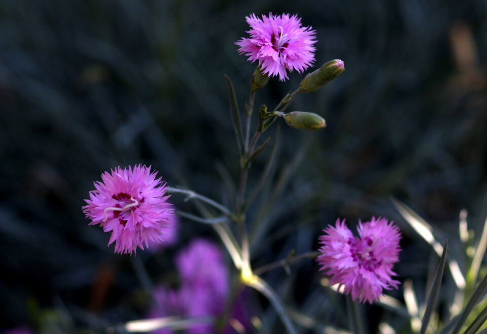Supplies beauty plant