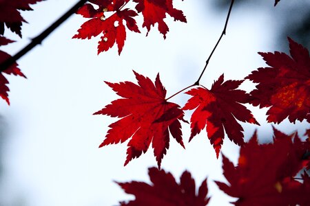 The leaves leaf red maple photo