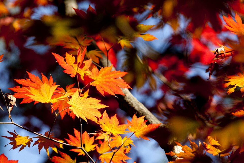The leaves leaf red maple