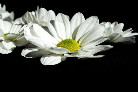 White black color petals photo