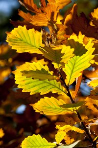 The leaves leaf red maple photo