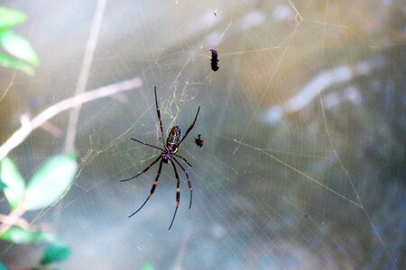 Insect nature cobweb
