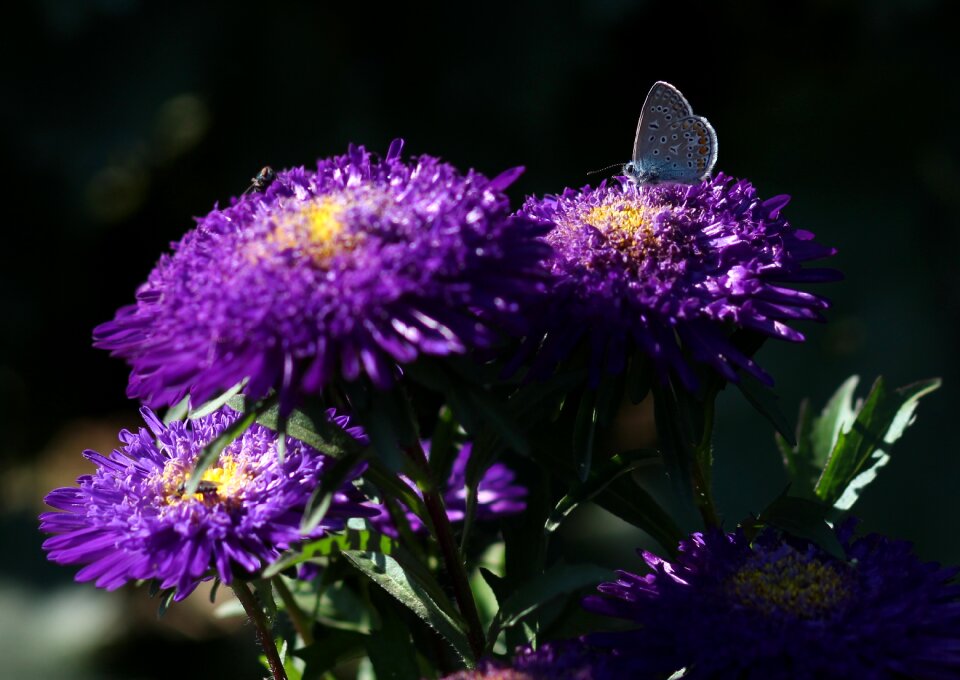 Flower mov plant