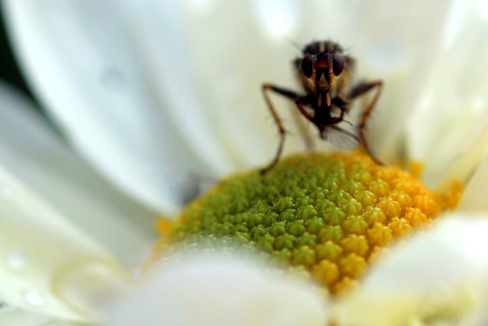 Plant flower fly