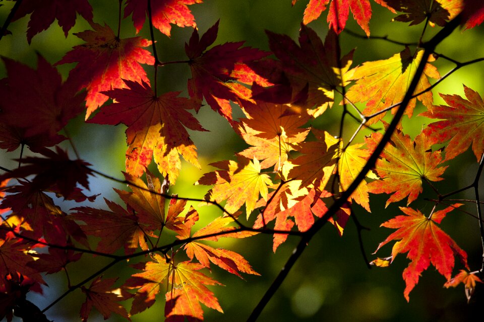 The leaves leaf red maple photo