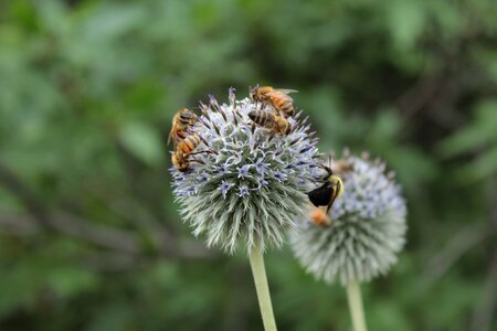Bee honeybee flower photo
