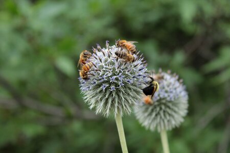Bee honeybee flower