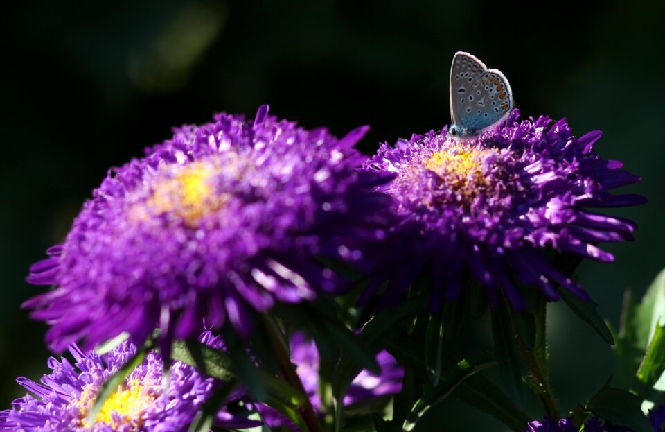 Mov wings coloring