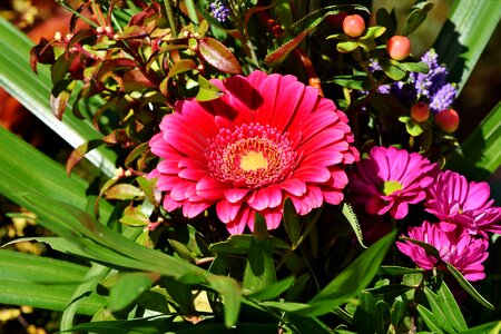 Flower plant blossom photo